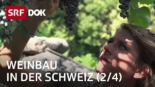 Ein Jahr in den Rebbergen – Frühling (2/4) | Weinbau in der Schweiz | Doku | SRF Dok