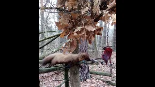 проверка капканов на куницу. видео из прошлого сезона.