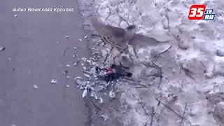 Хищные птицы нападают на голубей в Вологде