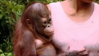 Orangutan Rescue Mission (Part 2) | Orangutan Diary | BBC Earth