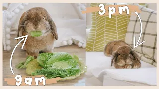 How Routine Oriented Are Rabbits? Let's Find Out!