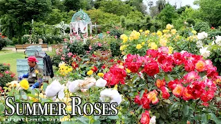 Summer Roses of Keisei Rose Garden 2022 | #4k #京成バラ園 #rose  |  Explore Japan