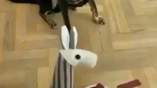 Dogs everytime intelligent