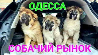 Собачий базар Одесса. Староконный рынок сегодня. Продажа щенков. ТОП собак. Барахолка. #зоотроп