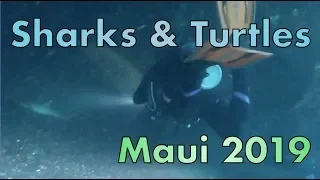 Sharks and Turtles - Maui 2019