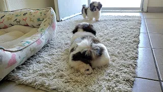 OMG Two Brother Shih Tzu Puppies Play so CUTE!