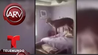 Un venado entra en una habitación de una casa en Jasper City, Indiana | Al Rojo Vivo | Telemundo