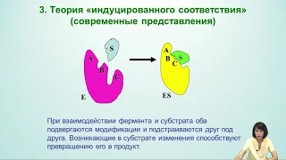 Лекция 2. Ферменты. Общие свойства ферментов. Регуляция активности ферментов.