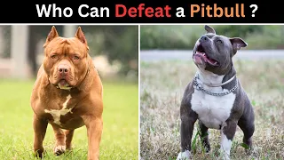 5 Dog Breeds That Could Defeat the Pitbull. [Dogs that are stronger the pitbull]