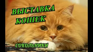 Выставка кошек и котят в Сокольниках