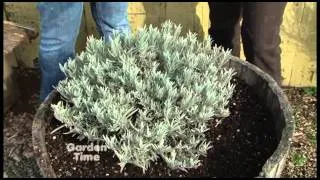 Spring Lavender Pruning