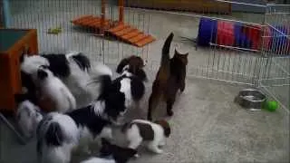 7 Papillon-Puppy 10 & 11 weeks old Part 4