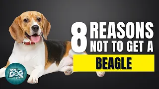 8 Reasons Why You SHOULD NOT Get a Beagle