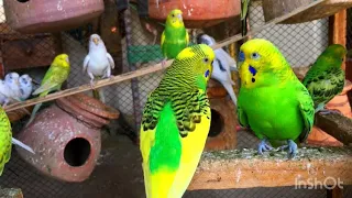 Budgie Parakeets Sounds Beautiful Australian Parrot #birds #budgies #sound #beautiful
