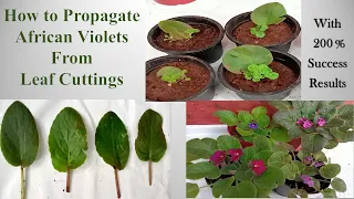 How to Propagate African Violet From Leaf /Easiest Way to Propagate African Violets/ Plant Care Tips