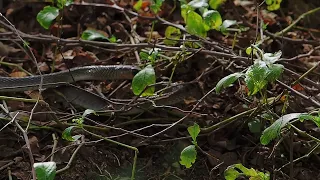 Snake mating