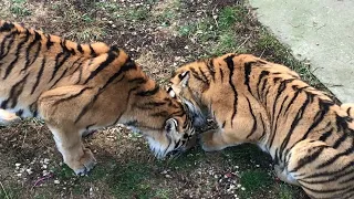 Тигр силен, но имеет свои слабости. Тайган Tigers in Crimea