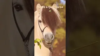 Here’s a fjord short because one one of my videos there was a girl who liked this horse so like it❤️