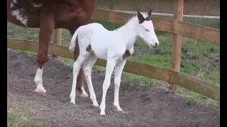 After This Baby Horse Was Born, Her Owners Took One Look And Realized How Incredibly Rare She Is..