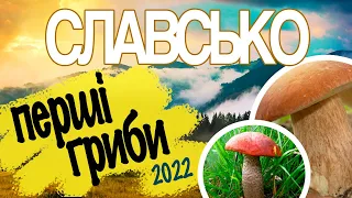 Гриби в Карпатах. Підберезники і підосичники в Славсько