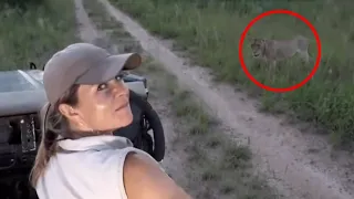5 Scary Lion Encounters That Will Give You Chills