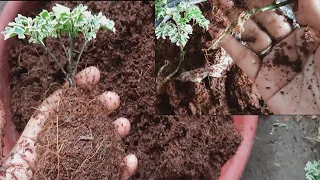 How to grow plants faster using coco peat | how to use coco peat for gardening | how to propagate