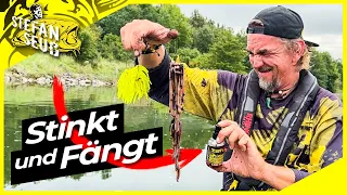 STINKT und FÄNGT Fisch ohne ENDE !! | Welsangeln im Minutentakt