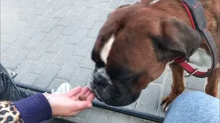Отучайте своих собак брать пищу из чужих рук