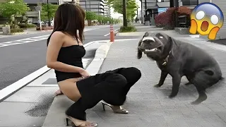 Random Funny Videos |Try Not To Laugh Compilation | Cute People And Animals Funny P2