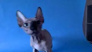 Canadian Sphynx Kittens