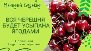 Правильная подкормка Черешни | Удобрение | Полезные микроэлементы дереву на протяжение всего года