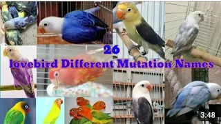 26 Mutations Of Love Birds ||Types of Lovebirds ||All Mutations Of LoveBirds||🐦