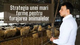 Strategia unei mari ferme pentru furajarea animalelor