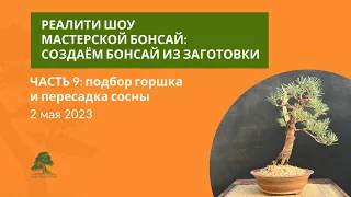 Подбор горшка и пересадка сосны бонсай