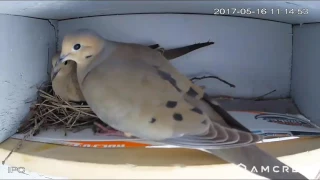 Incubation shift change between Male and Female Mourning Dove