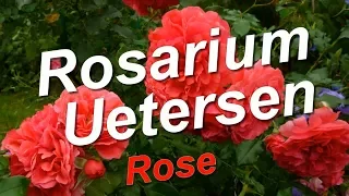 Rosarium Uetersen rose