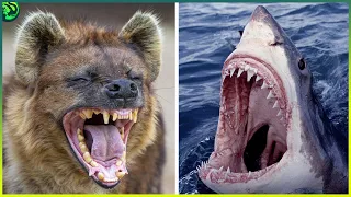 15 Most Powerful Bite Force in Animal World