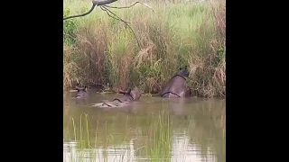 One Horned Rhino Chitwan National Park | Sauraha rhinoceros | animal mating