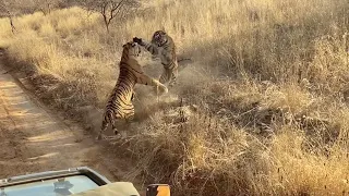 Insane Tiger Fight Captured On Camera