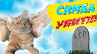 Симбу убил Данкар? Как умер Симба? Симба из Тик Ток! Кот из Тик Ток, как умер, фото и видео.