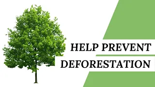 10 Simple Ways To Help Prevent Deforestation | Eco-Friendly Lifestyle