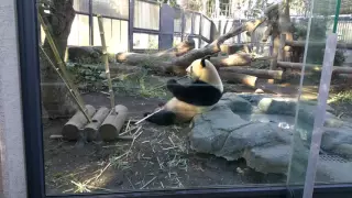 Big Panda eating bamboo in the Uebo Zoo of Tokyo. Japan.