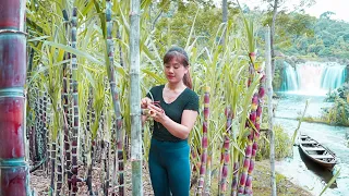 Harvesting Purple Sugar Cane Goes To Market Sell - Take care animals | Nhất My Bushcraft