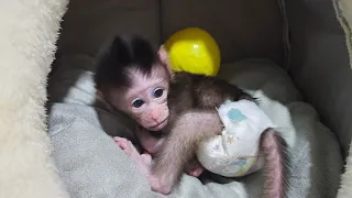 Morning Milk with our Newborn Baby Monkey Cute