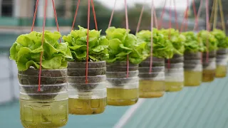 Hanging Garden Growing Lettuce Without Watering, High Productivity