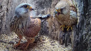 Full Story of Kestrel Couple's First Year 🦅 | Full Story | Athena & Apollo | Robert E Fuller