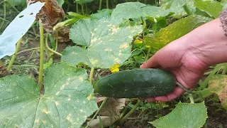 3 natural treatment for yellow leaves in cucumbers