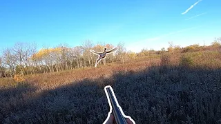 UP CLOSE pheasant hunting action with GSP