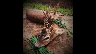 Roe deer hunting in Romania 14 Rehbock Jagd in Rumänien 14 Jacht op reeën in roemenië 14