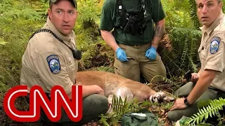 Cougar kills cyclist, mauls another in rare attack